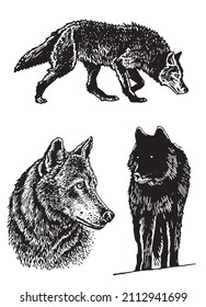 Graphical set of wolfs isolated on white background,vector elements, eps 10 illustration