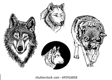 Loup Noir Et Blanc Images Photos Et Images Vectorielles De Stock Shutterstock