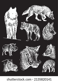 Graphical set of wolfs and wild hogs isolated on black background,vector illustration