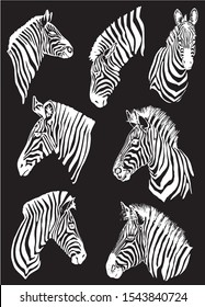 Graphical set of zebra portraits isolated on black background,vector engraved illustration