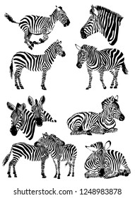 Graphical set of zebras isolated on white background, vector sketch 