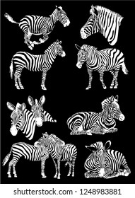 Graphical set of zebras isolated on black background, vector engraved sketch 