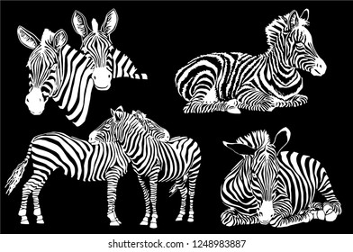 Kratzbild Zebras Engraving Art 