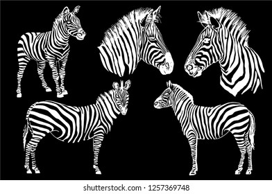 Graphical set of zebras  isolated on black background,vector hand-drawn illustration for tattoo and printing