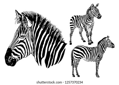 Graphical set of zebras  isolated on white background,vector hand-drawn illustration for tattoo and printing