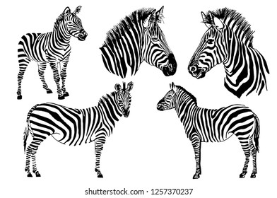 Graphical set of zebras  isolated on white background,vector hand-drawn illustration for tattoo and printing