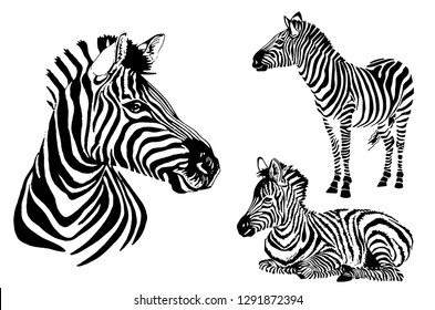 Graphical set of zebras isolated on white background, vector striped  illustration