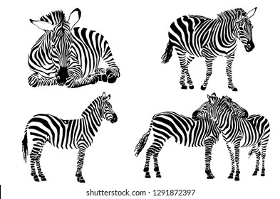 Graphical set of zebras isolated on white background, vector striped  illustration