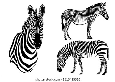 Graphical set of zebras isolated on white background,vector sketch for tattoo and design