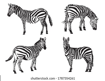 Graphical set of zebras isolated on white, vector elements for design and printing