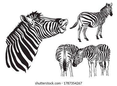 Graphical set of zebras isolated on white, vector elements for design and printing