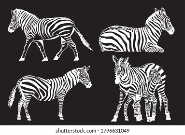 Graphical set of zebras isolated on black background, vector elements for design and printing