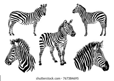 Graphical set  of zebras isolated on white background,vector illustration for tattoo and printing