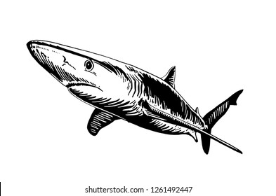 Graphical shark isolated on white background ,vector sketch, tattoo illustration