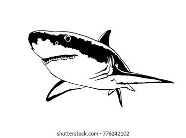 Graphical shark isolated on white background,vector illustration