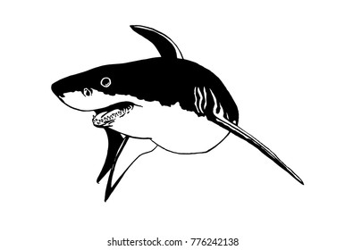 Graphical shark isolated on white background,vector illustration