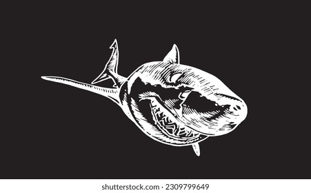 Graphical shark on black background, underwater life. Vector illustration, great white shark element