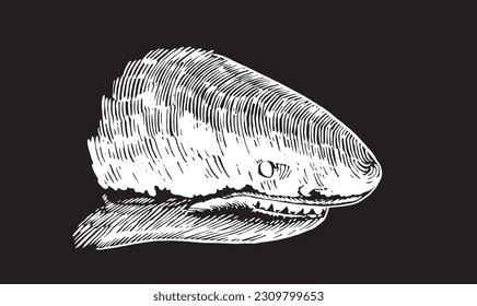Graphical shark on black background, underwater life. Vector illustration, great white shark element