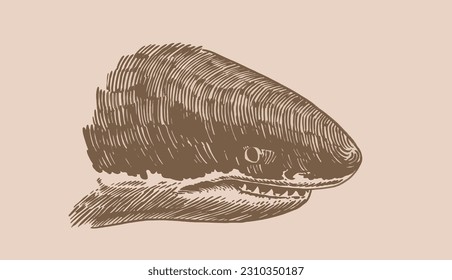 Graphical shark on sepia background, underwater life. Vector vintage illustration, great white shark element