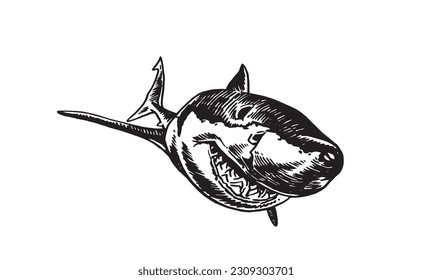 Graphical shark on white background, underwater life. Vector illustration, great white shark element