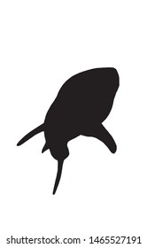 Graphical  shark silhouette isolated on white,vector illustration for logo,tattoo and printing