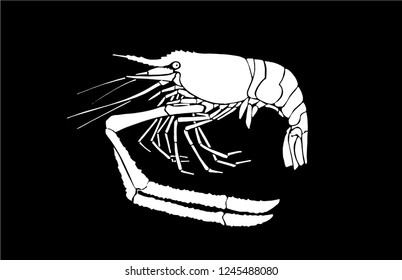 Graphical shrimp isolated on black background,vector illustration for tattoo and printing