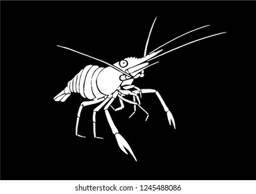 Graphical shrimp isolated on black background,vector illustration for tattoo and printing