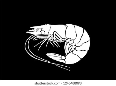 Graphical shrimp isolated on black background,vector illustration for tattoo and printing