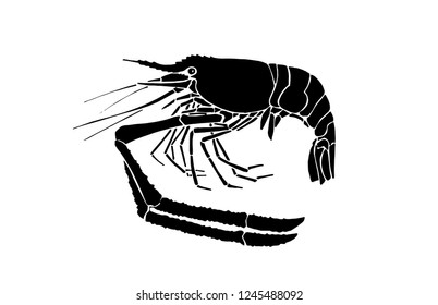 Graphical shrimp isolated on white background,vector illustration for tattoo and printing
