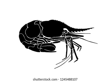 Graphical shrimp isolated on white background,vector illustration for tattoo and printing