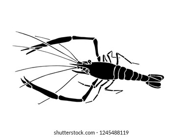 Graphical shrimp isolated on white background,vector illustration for tattoo and printing