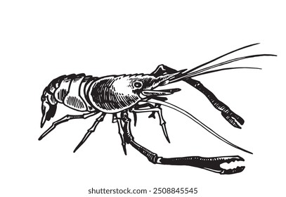 Graphical shrimp isolated on white background,vector illustration