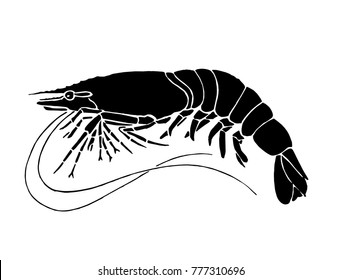 Graphical shrimp isolated on white background,vector seafood illustration