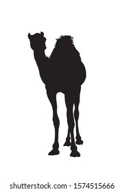 Graphical silhouette of camel isolated on white background,vector illustration