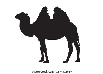 Graphical silhouette of camel isolated on white background,vector illustration