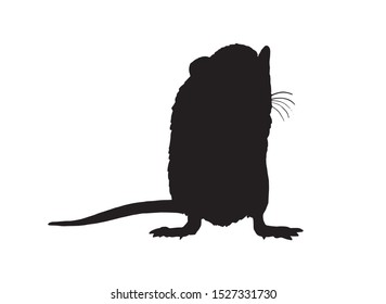 Graphical silhouette of rat isolated on white background,vector illustration,symbol