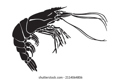 Graphical silhouette of royal shrimp isolated on white ,vector illustration,seafood