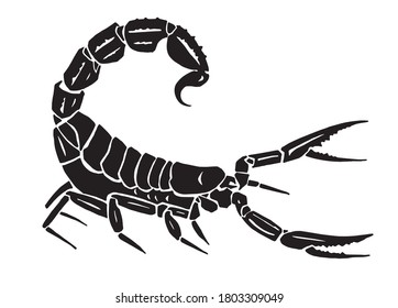 Graphical silhouette of scorpion isolated on white backgound,vector