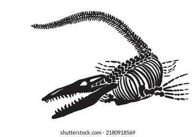 Graphical silhouette of skeleton of crocodile on white, Vector crocodile element for paleontology