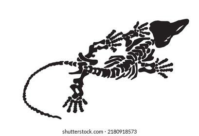 Graphical silhouette of skeleton of crocodile on white. Vector crocodile element for paleontology 