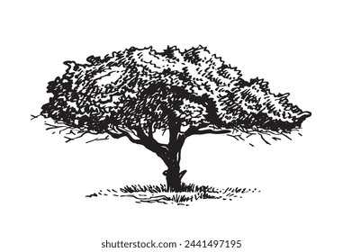 Graphical silhouette of  tree on white background, vector illustration. Ink pen illustration,ecology	