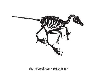 Graphical skeleton of Albertonykus isolated ,vector fossils of alvarezsaurid dinosaur from the Maastrichtian-age