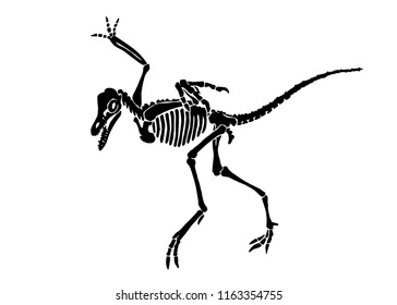 archaeopteryx skeleton