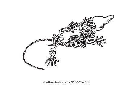 Graphical skeleton of crocodile on white,lined drawing, Vector crocodile element for paleontology ,coloring and design