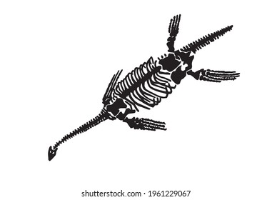 elasmosaurus skeleton