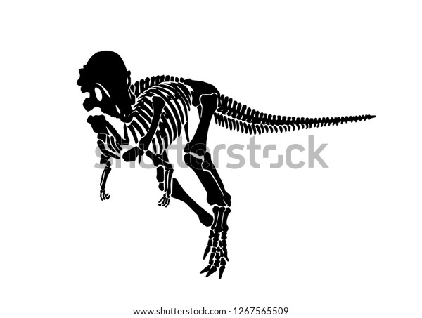 pachycephalosaurus skeleton