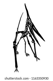 Graphical skeleton of pterodactyl  isolated on white background,vector sketch for tattoo and printing
