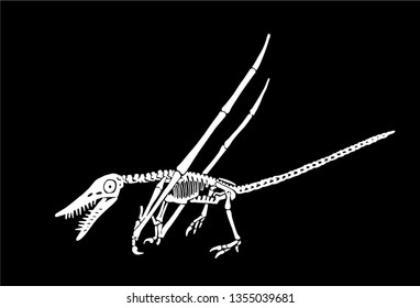 Graphical skeleton of pterodactyl isolated on black background,vector illustration, tattoo,science