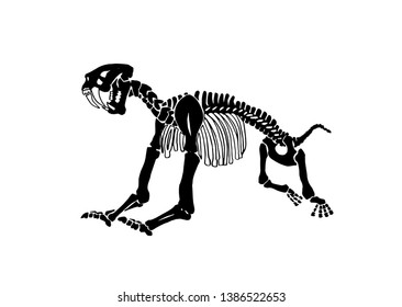 Graphical skeleton of saber-toothed tiger on white background,vector illustration, anthropology