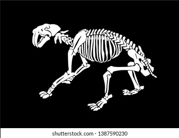 Graphical skeleton saber  toothed tiger black background vector illustration  anthropology